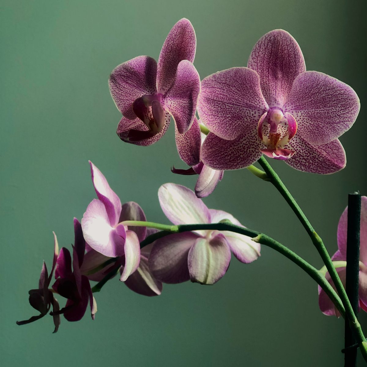 Vanda orchid is one of the seven bathroom plants to have in 2023