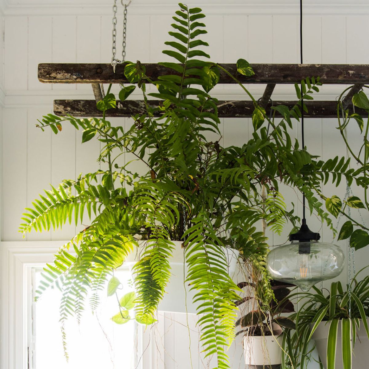 Boston Fern is a great bathroom houseplant choice