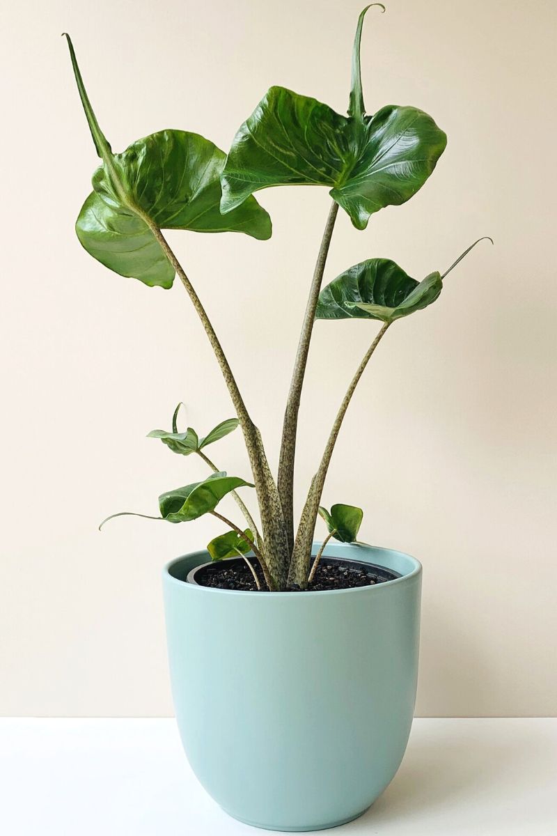 Alocasia for interior spaces in bathrooms