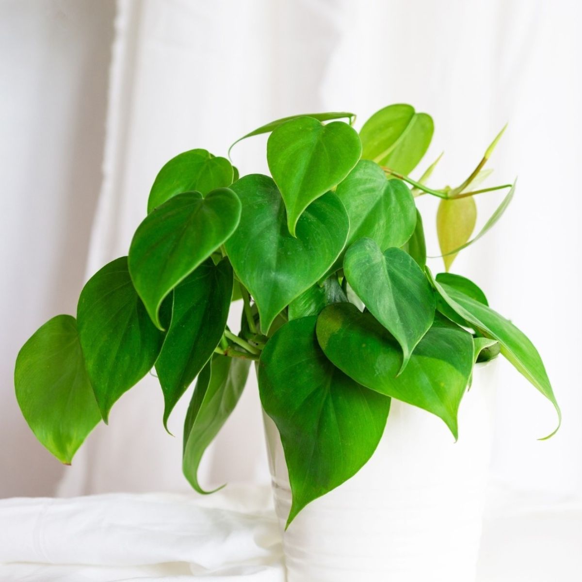Philodendron heart leaf bathroom plant