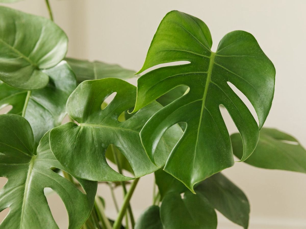 Monstera is part of the group of big leaf houseplants