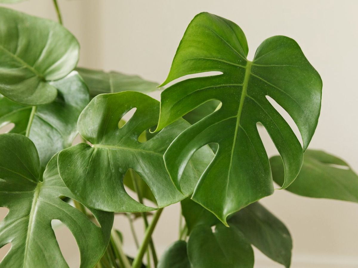 Discover The Beauty Of Large Leaf Indoor Plants Ames Farm Center