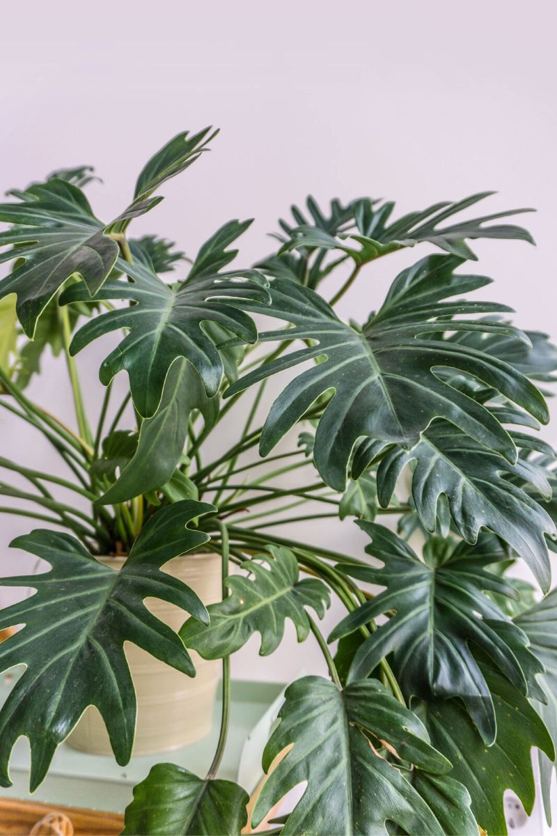 Philodendron Xanadu