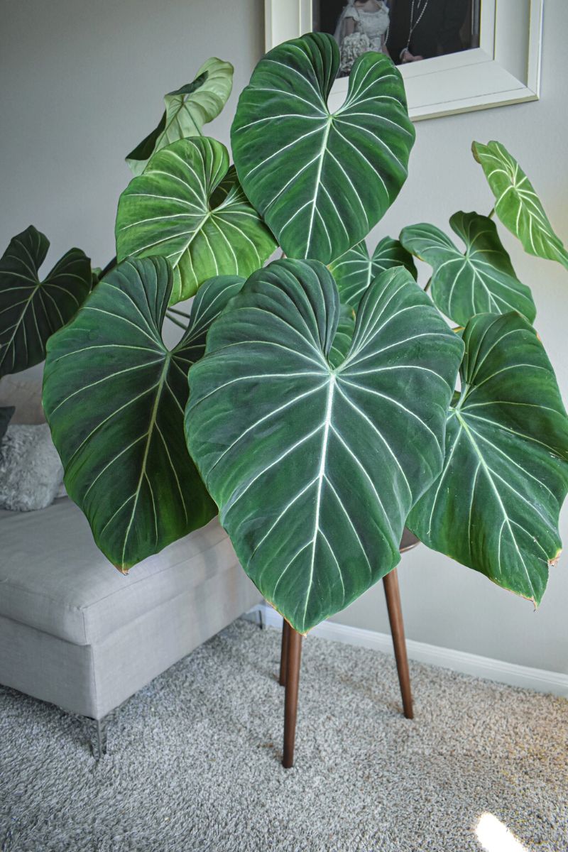 The Best 6 Big Leaf Houseplants for 2023 - Article on Thursd