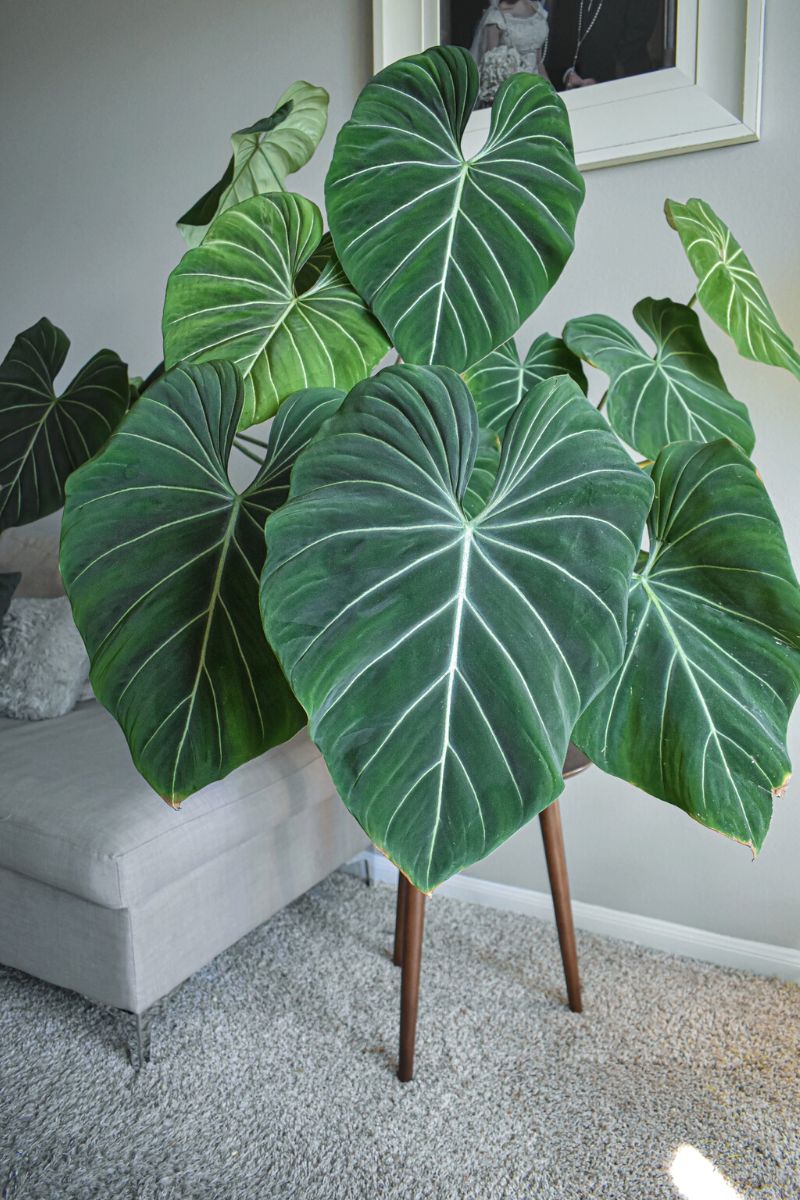 Large Leaf House Plants