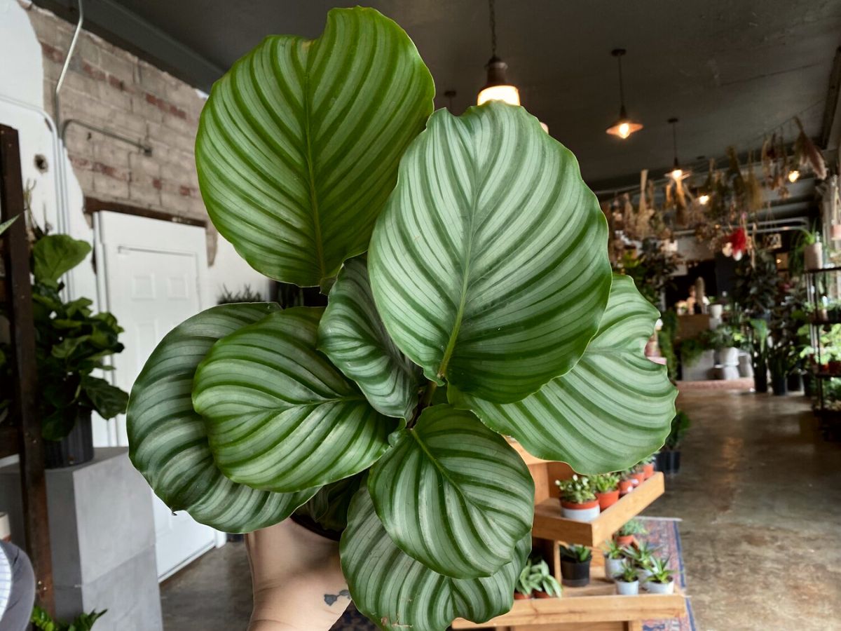 Calathea Orbifolia houseplant