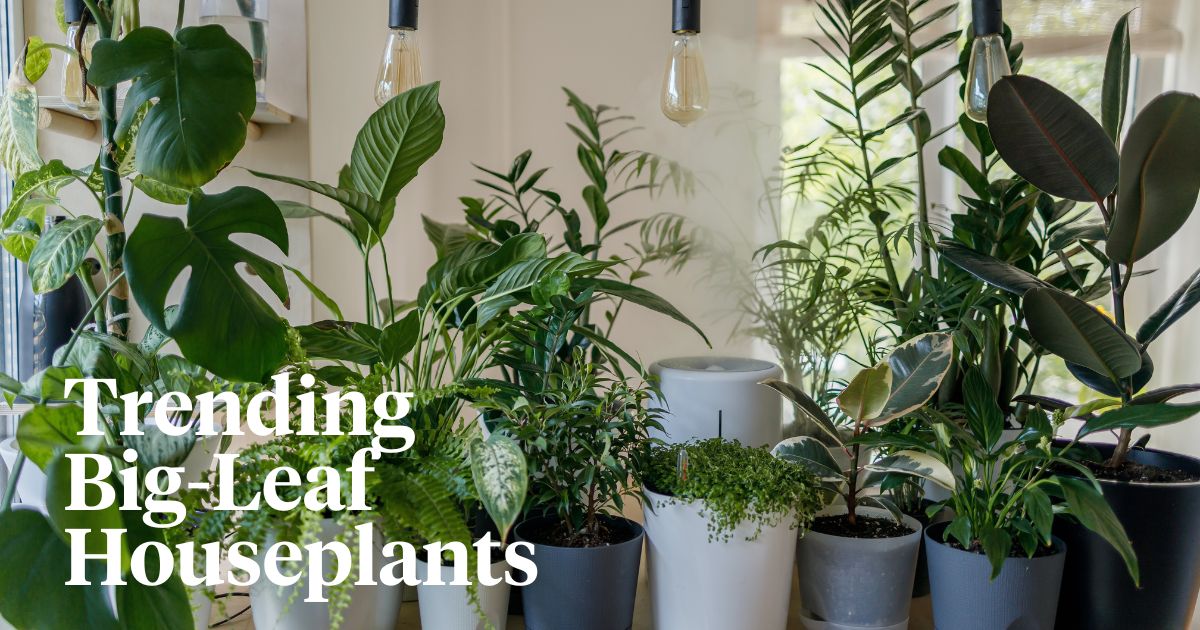 Trending big leaf houseplants header