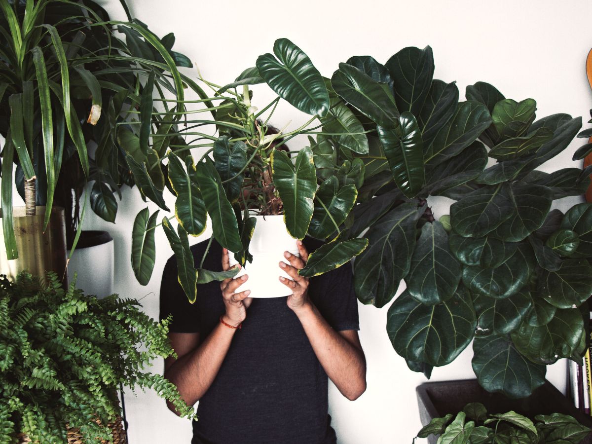 Spaces with big leaf houseplants