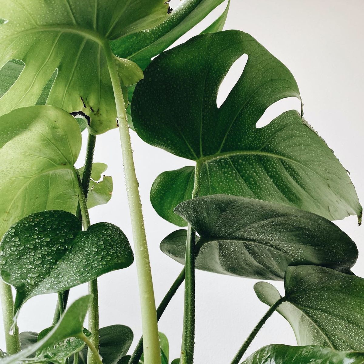 big-leaf-plants-featured