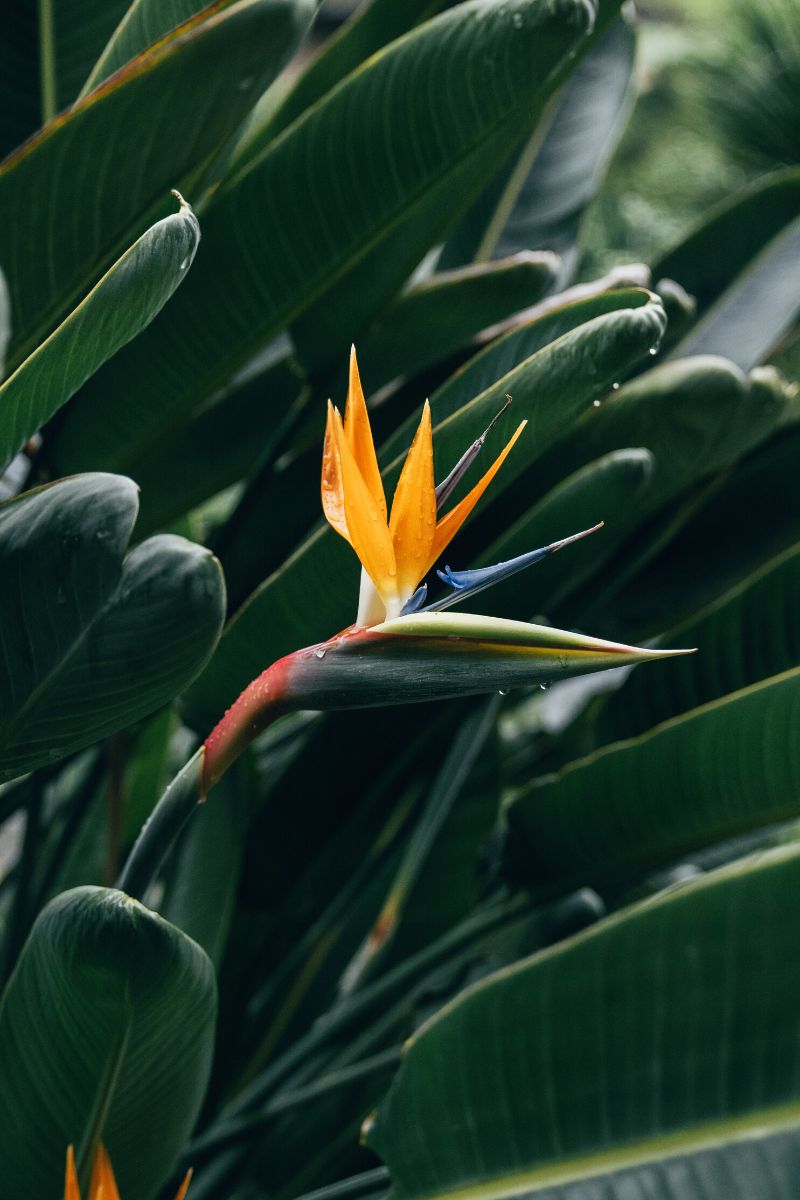 Bird of paradise big leaf houseplant