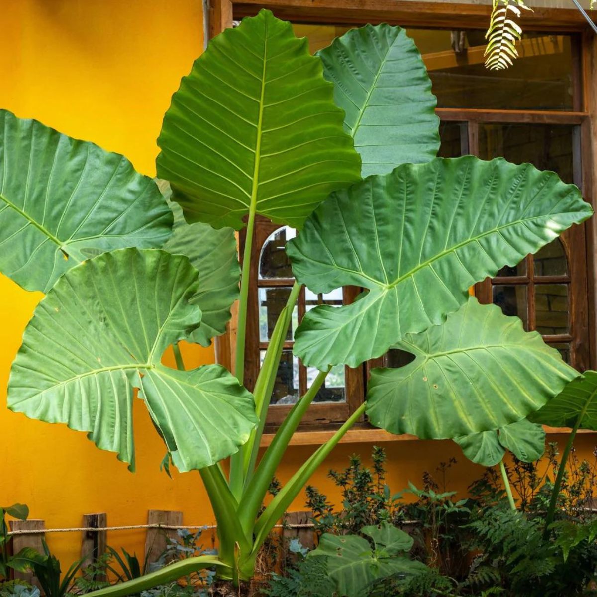 Alocasia elephant ear