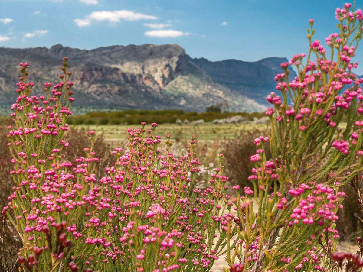 Australias wildflower season