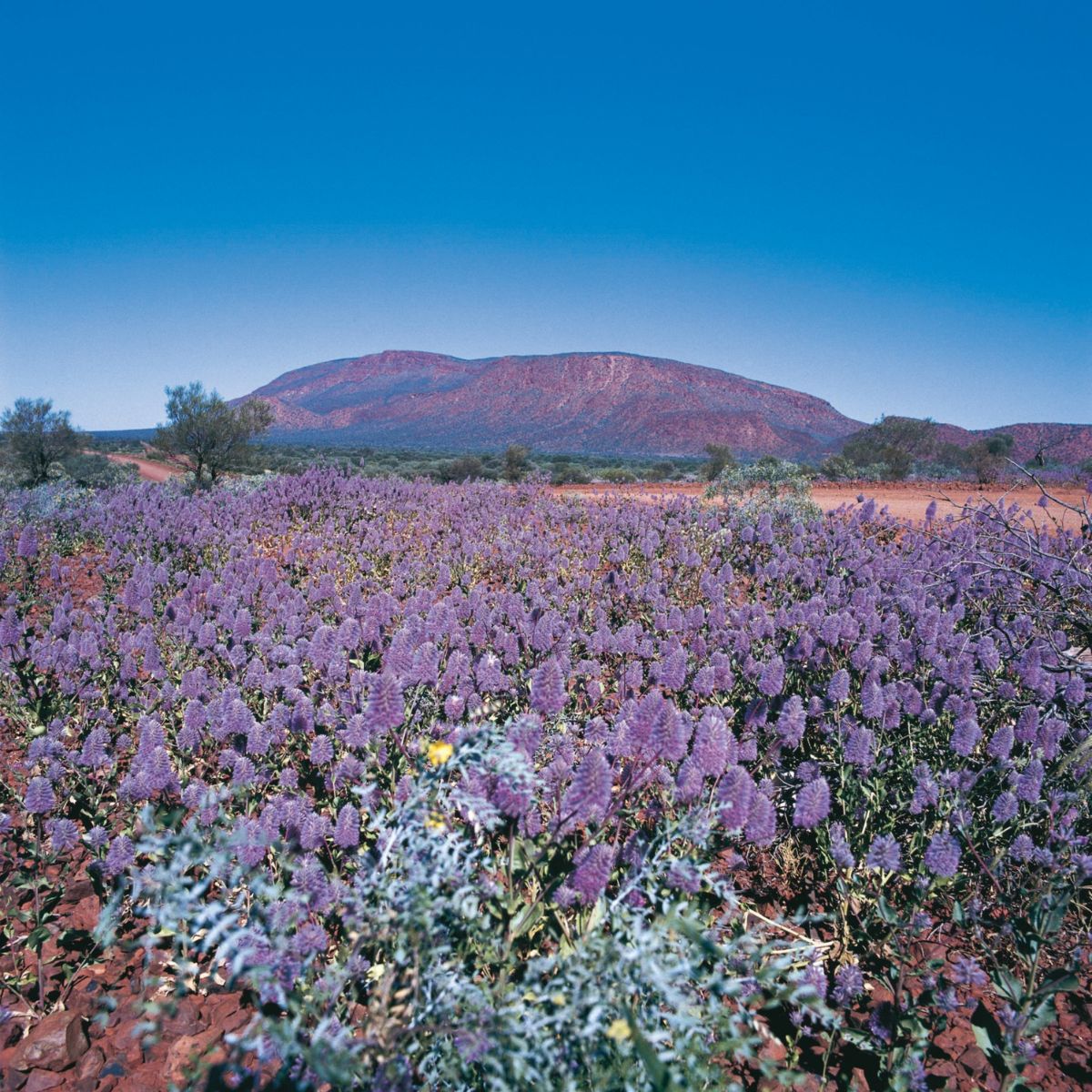 Australian wildflower season with exceptional views