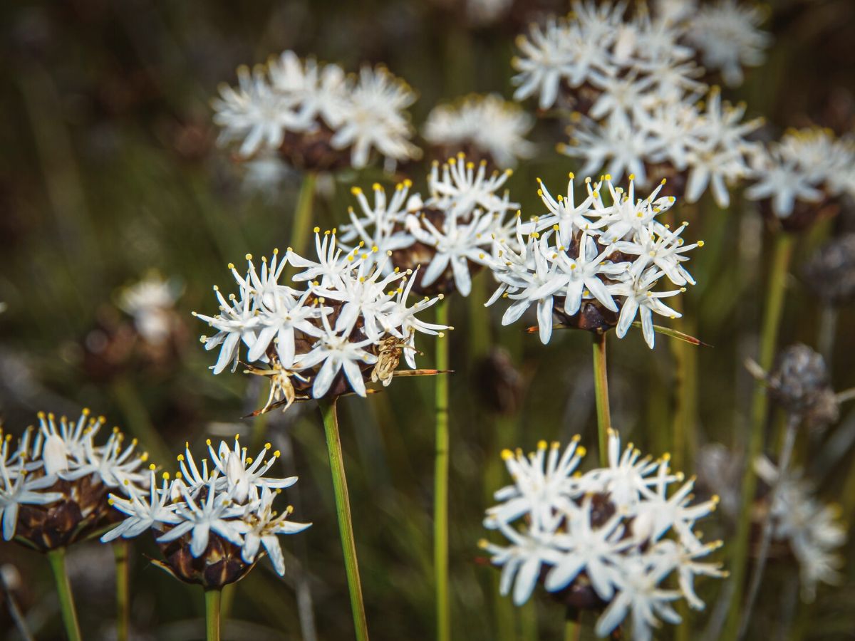 White wildflowers in Australias wildflower season