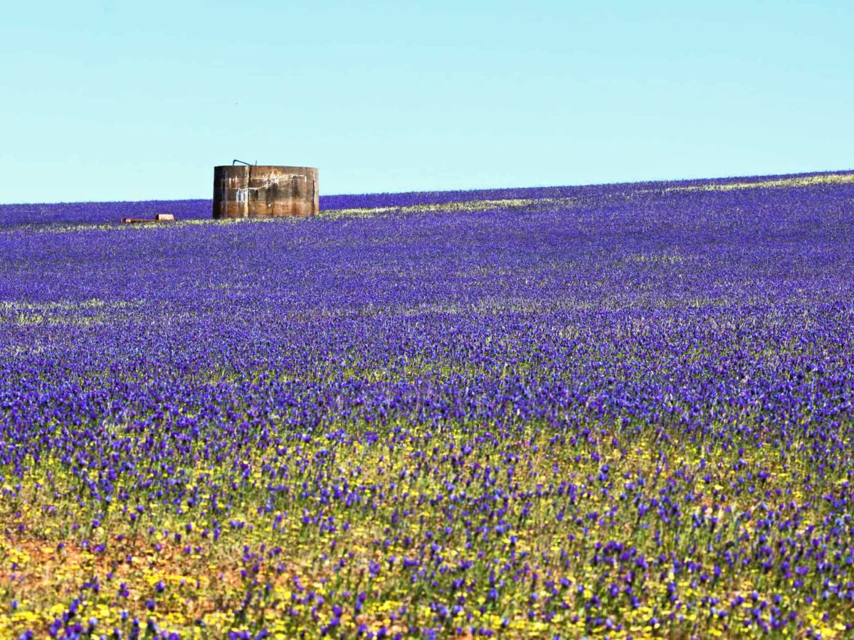 Everlasting wildflower trail