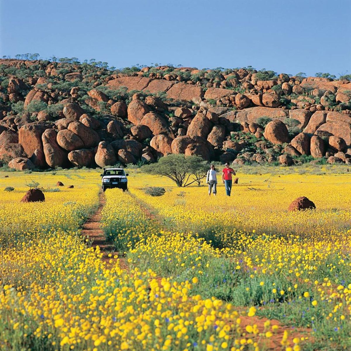 Yellow wildflower trail in Australia featured