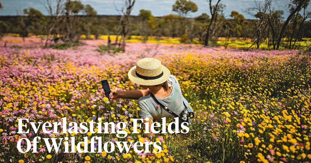 Everlasting fields of Australias wildflowers header