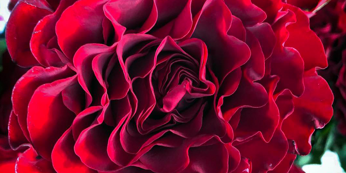 Rose Sunset Hearts cut flower on Thursd header