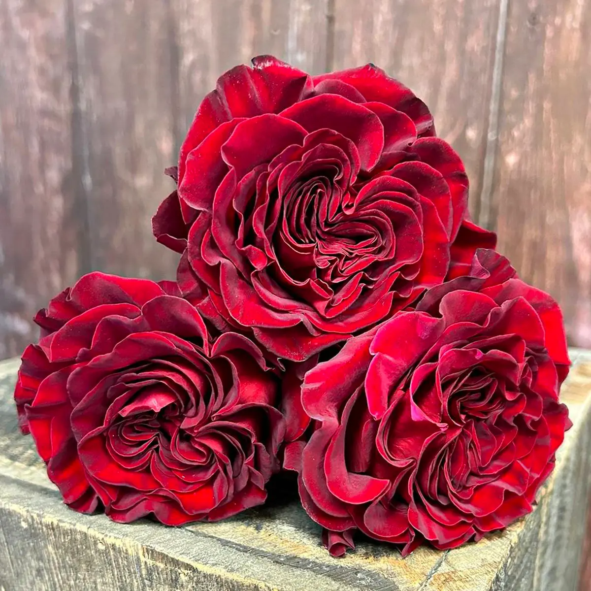 Rose Sunset Hearts cut flower on Thursd feature