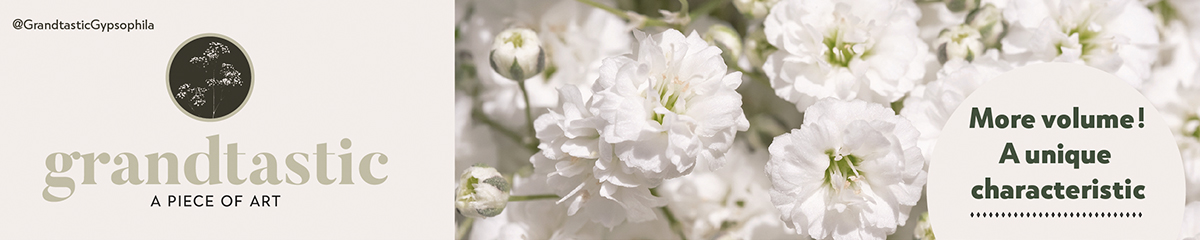 Gypsophila Grandtastic