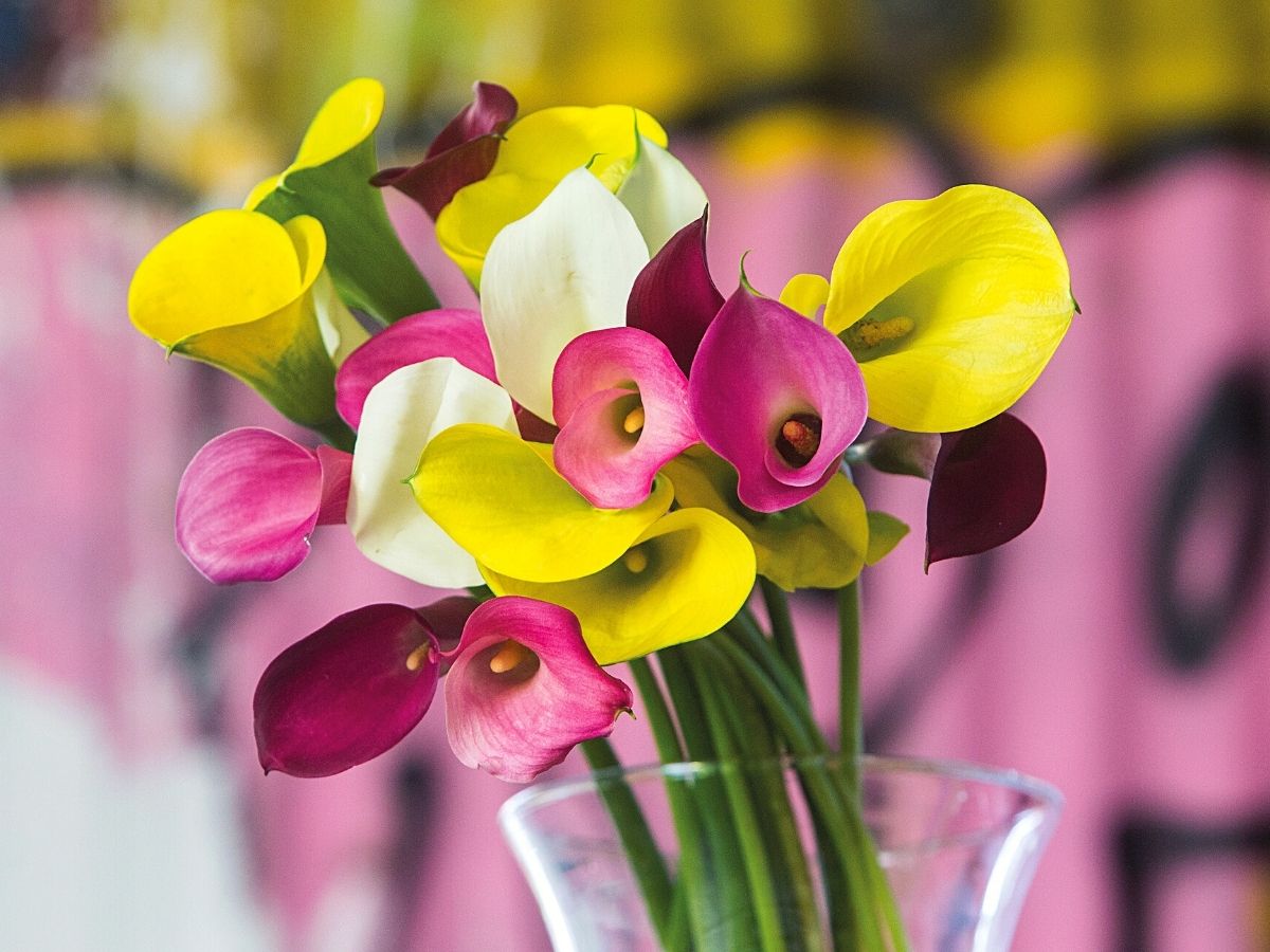 Mothers Day celebration with colorful varied Callas