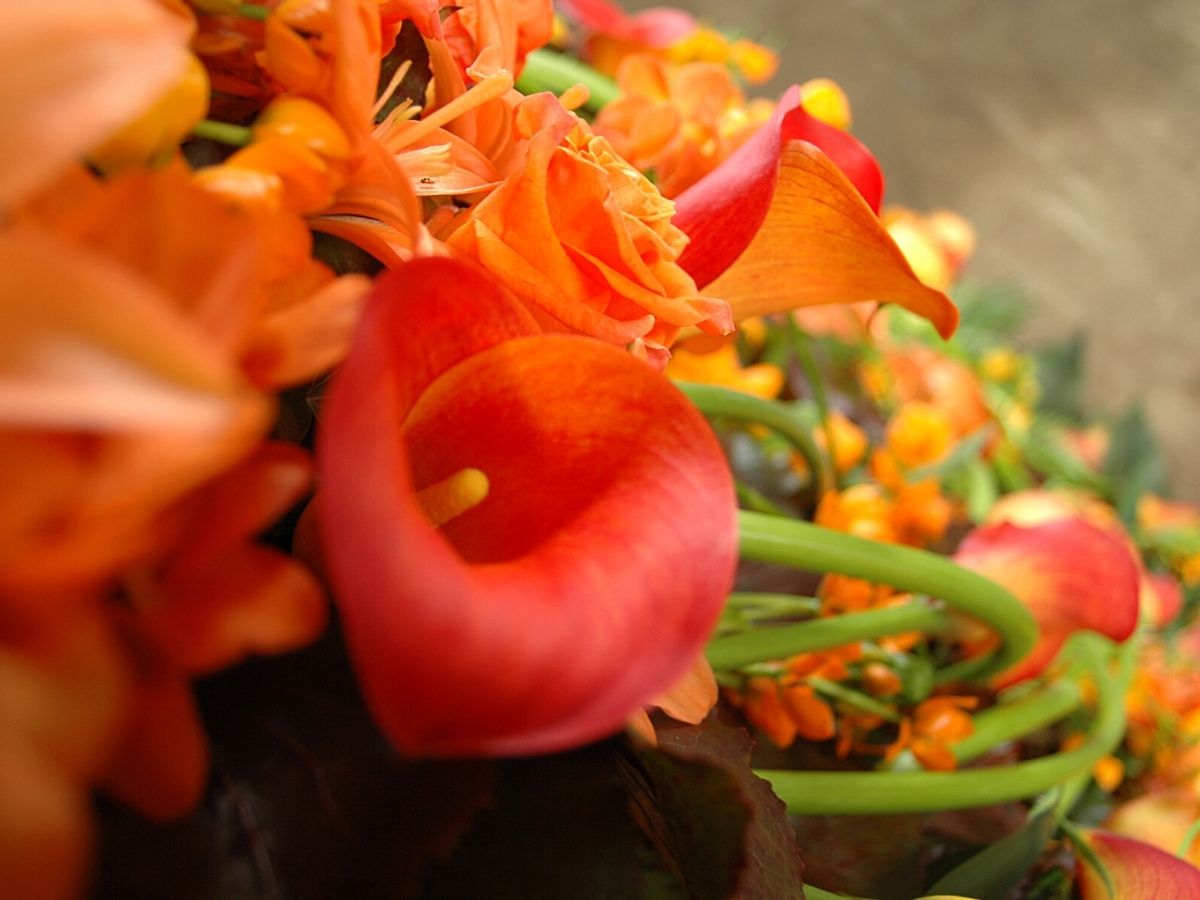 September indian summer orange Callas