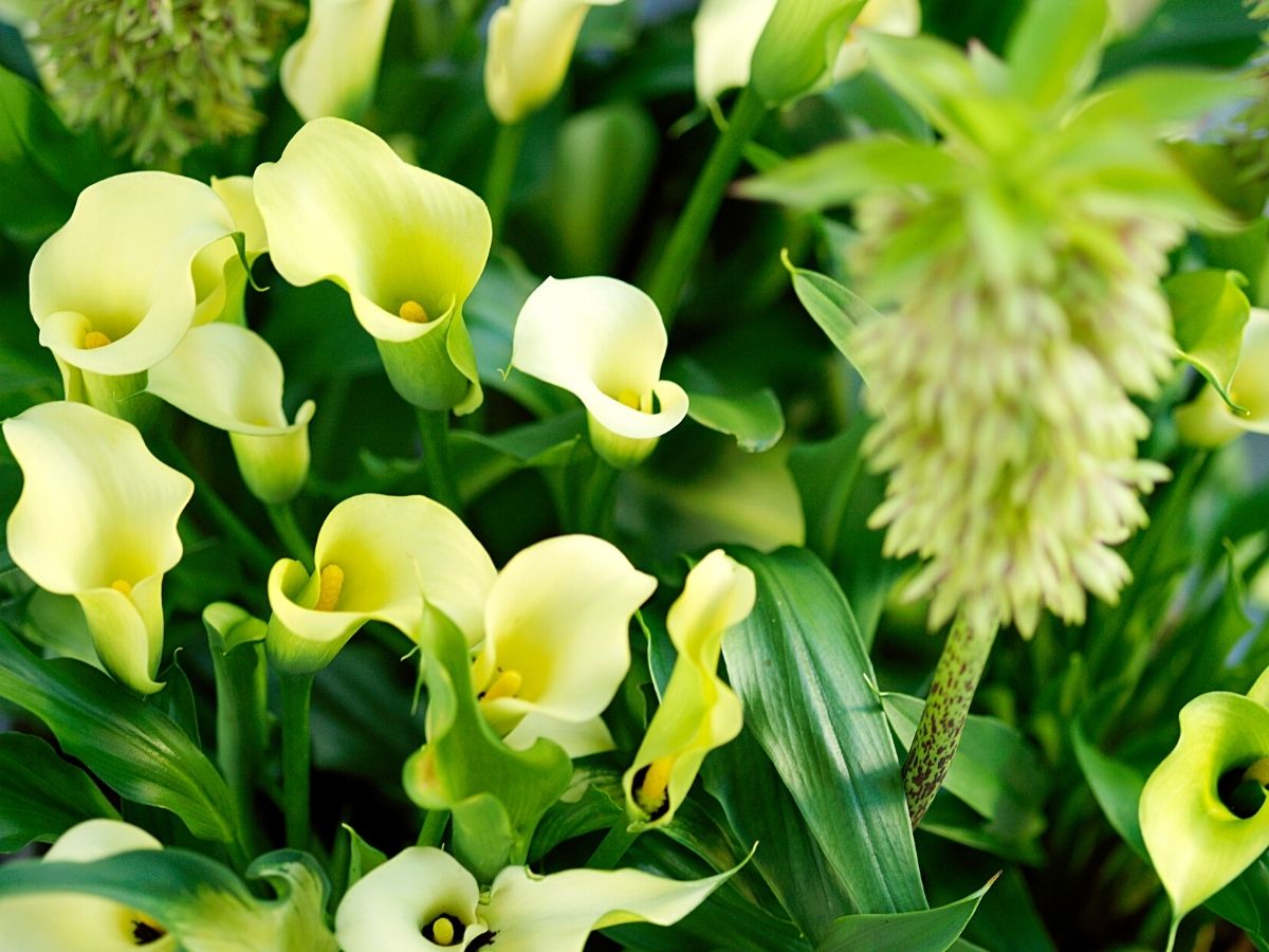 White Callas to commemorate All Saints Day