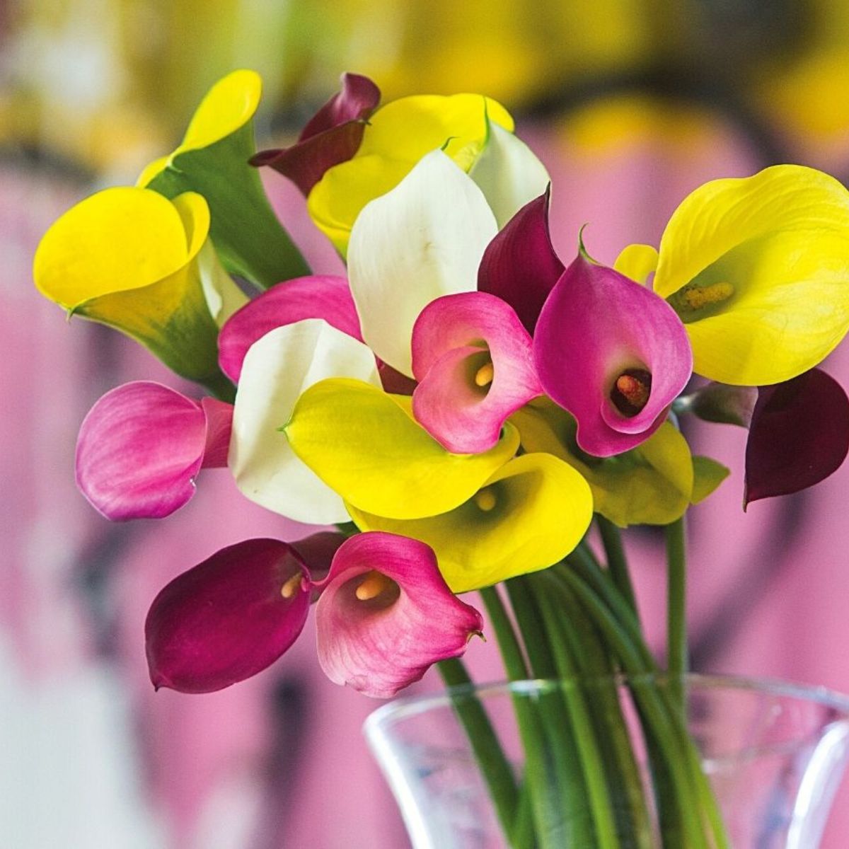 Varied and colorful callas featured