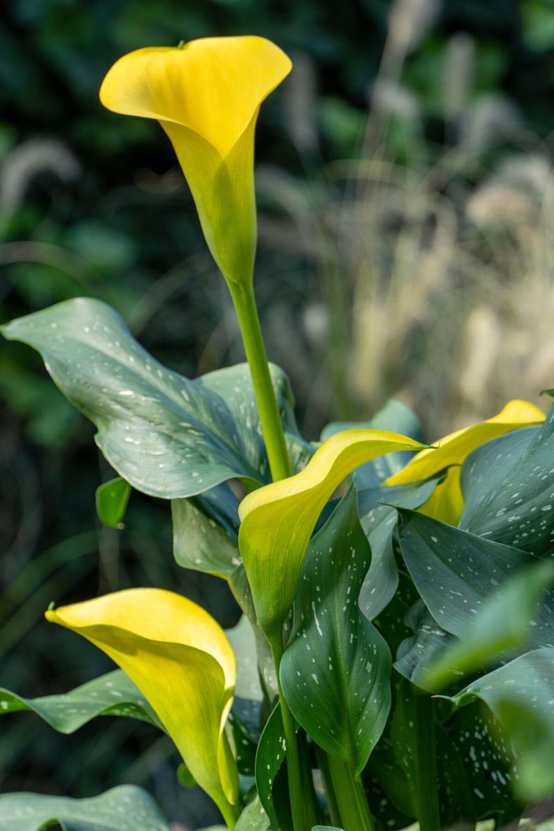 The perfect yellow callas for March