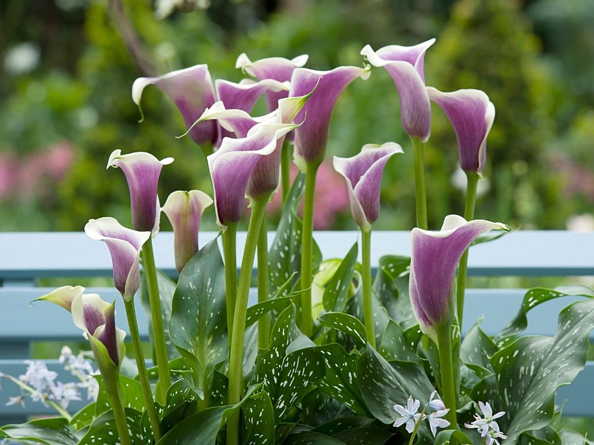 Colorful callas to celebrate Mothers day
