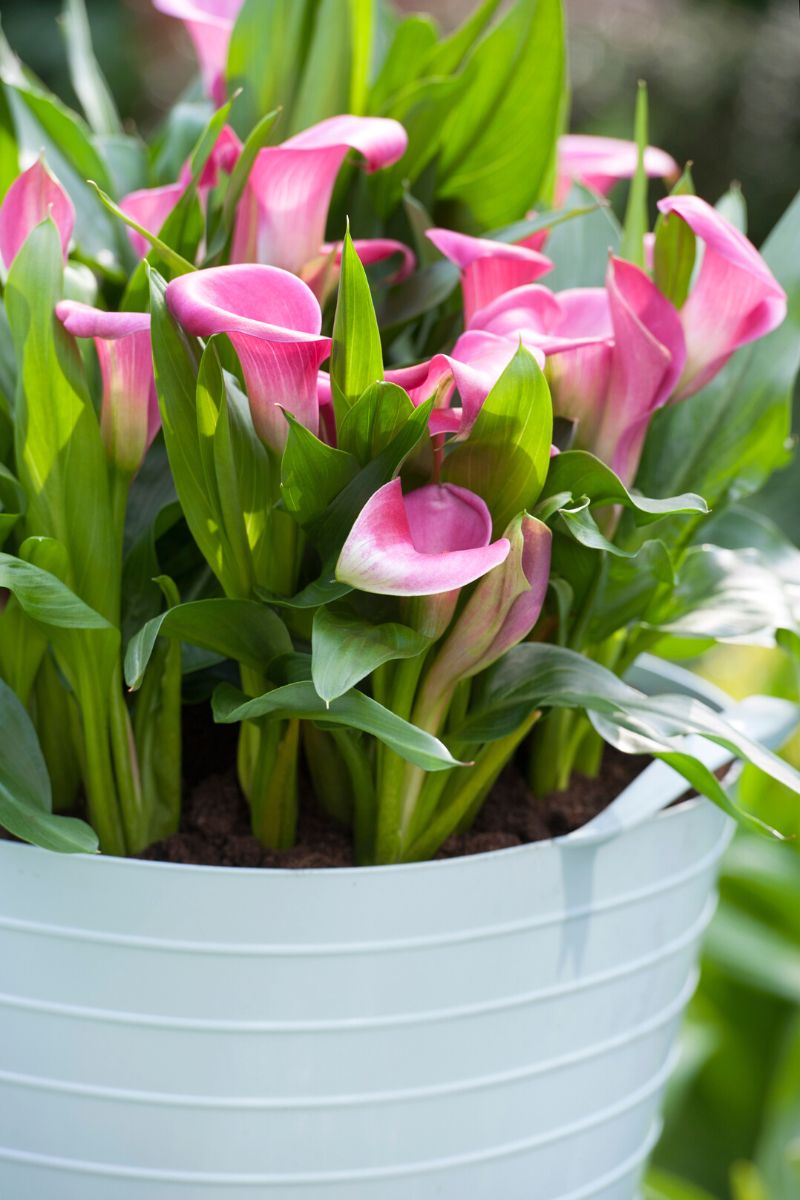 Pink plant callas