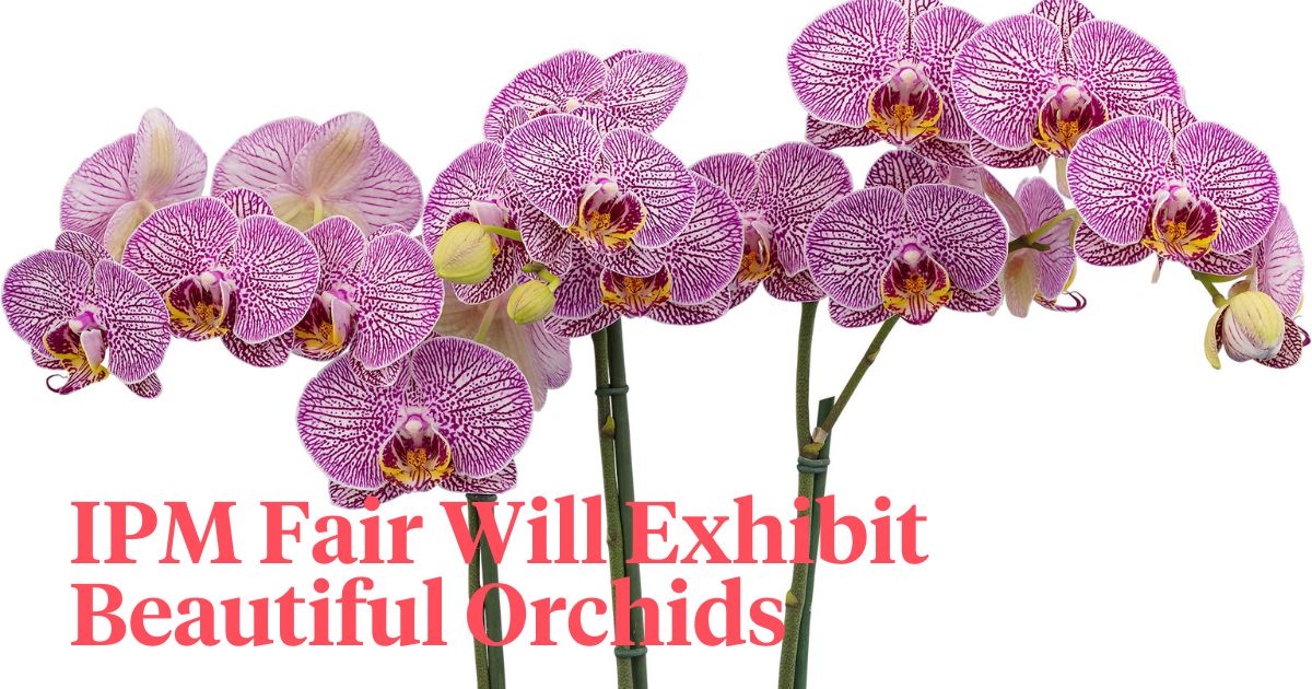 IPM fair Essen header