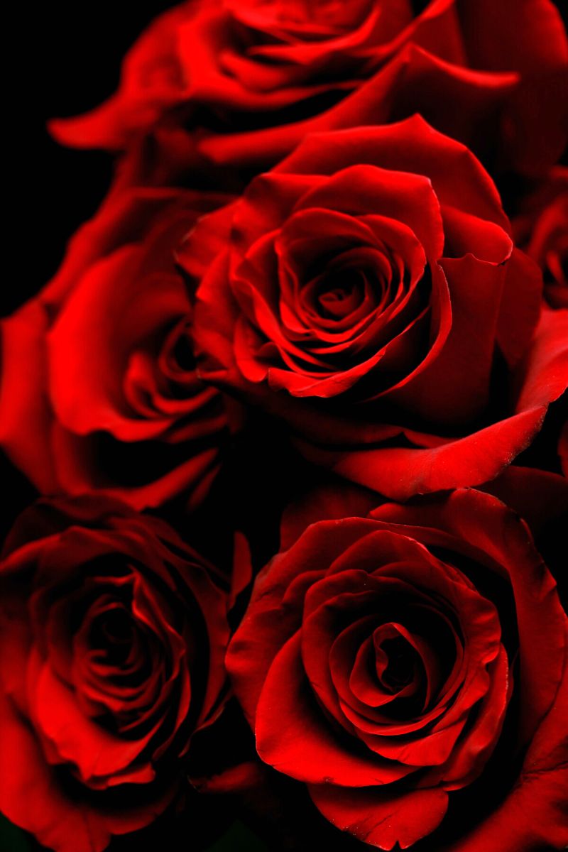 Physiological effects of red roses