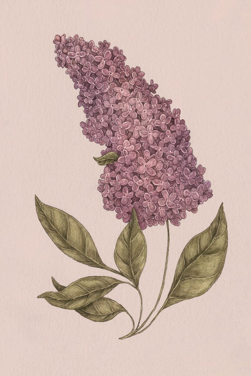 Lilac flowers by Jessica Roux floriography book