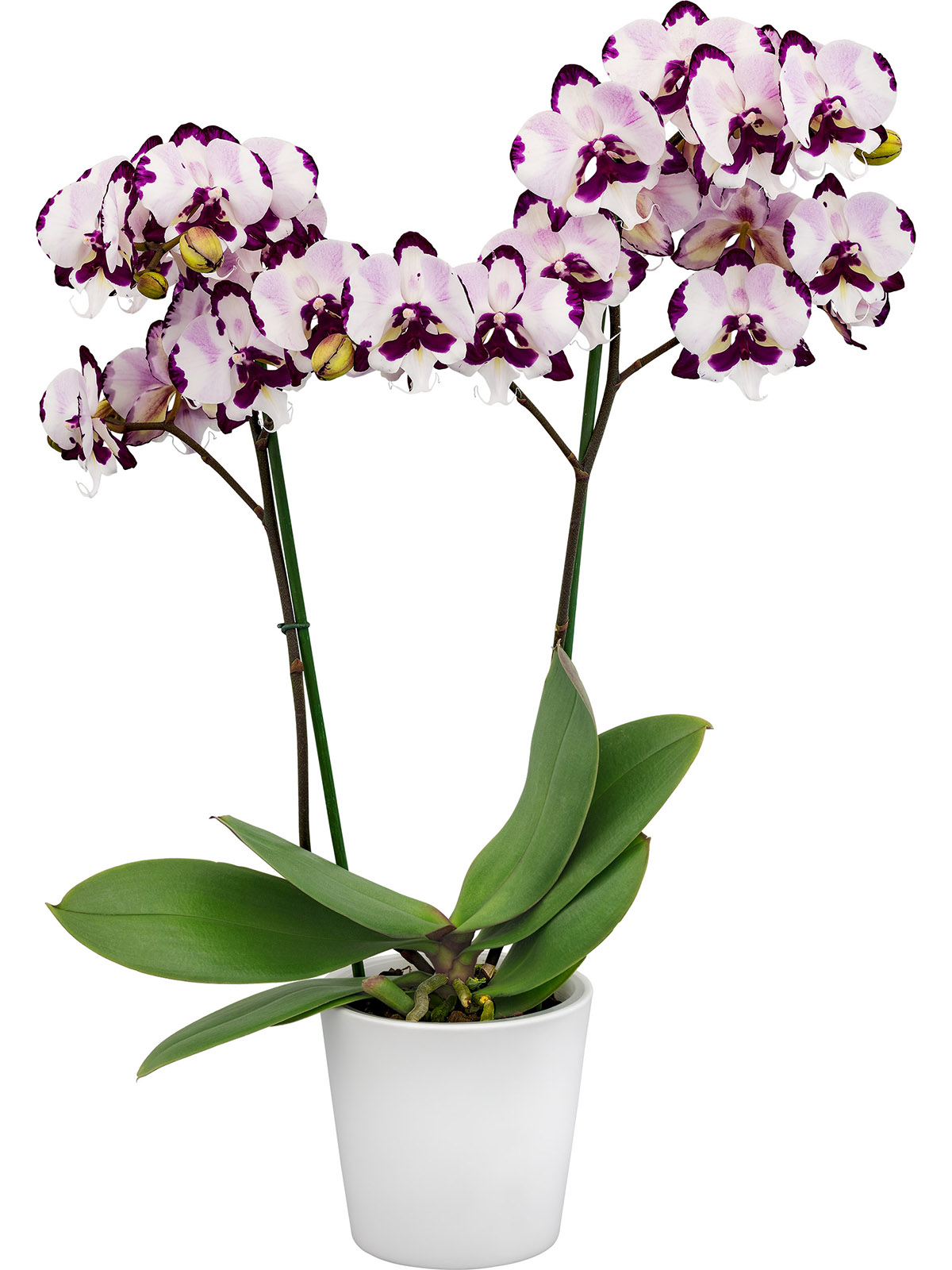 Phalaenopsis Epic from Floricultura