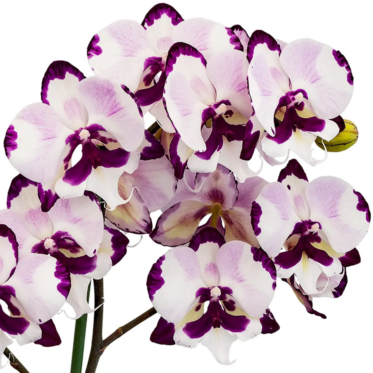 meet-floriculturas-phalaenopsis-novelties-at-ipm-2023-featured
