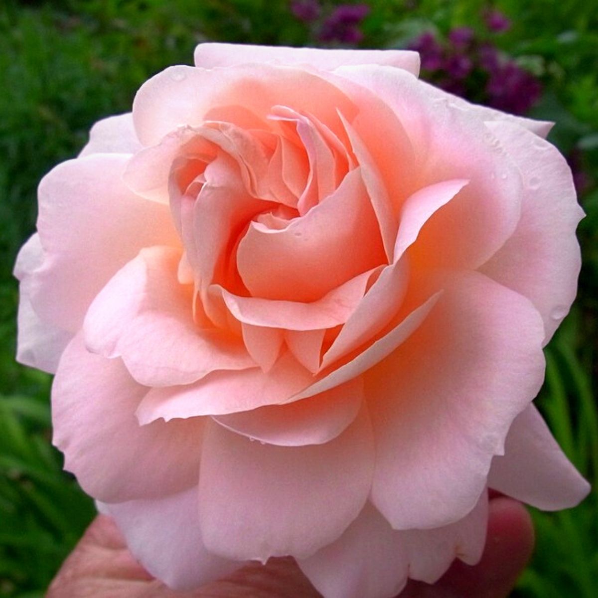 Rose Osiana