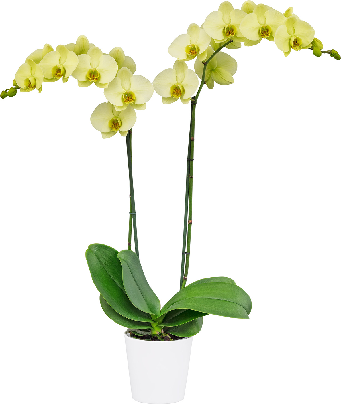 Phalaenopsis Mint from Floricultura