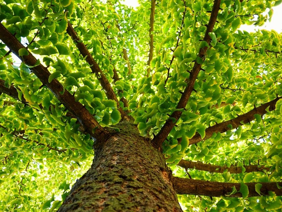 Ginkgo biloba tree from lower view