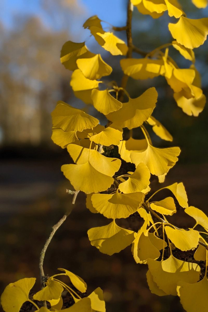 Yellow leaves of ginkgo biloba tree