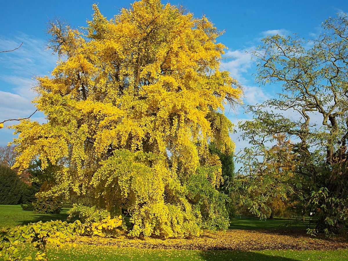 The tree with the yellow leaves is the Ginko tree and ginko nuts looks like  jade, surrounded by a hard and yellow shell - CHUBRIDGE