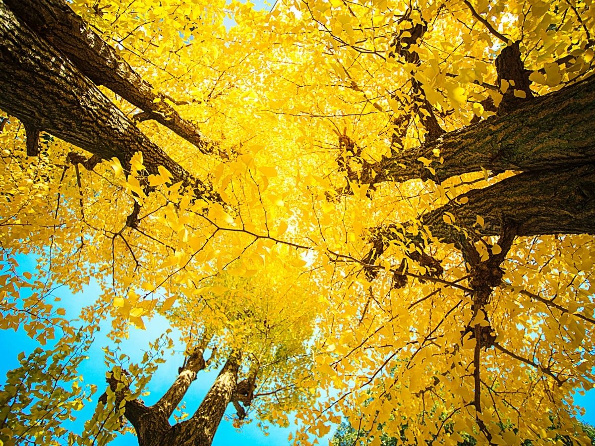 The tree with the yellow leaves is the Ginko tree and ginko nuts looks like  jade, surrounded by a hard and yellow shell - CHUBRIDGE