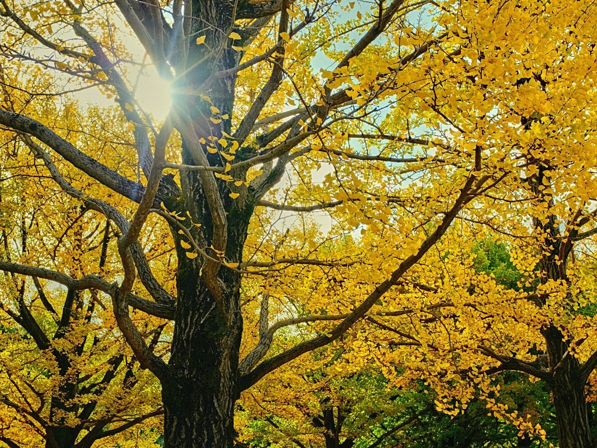 The tree with the yellow leaves is the Ginko tree and ginko nuts looks like  jade, surrounded by a hard and yellow shell - CHUBRIDGE