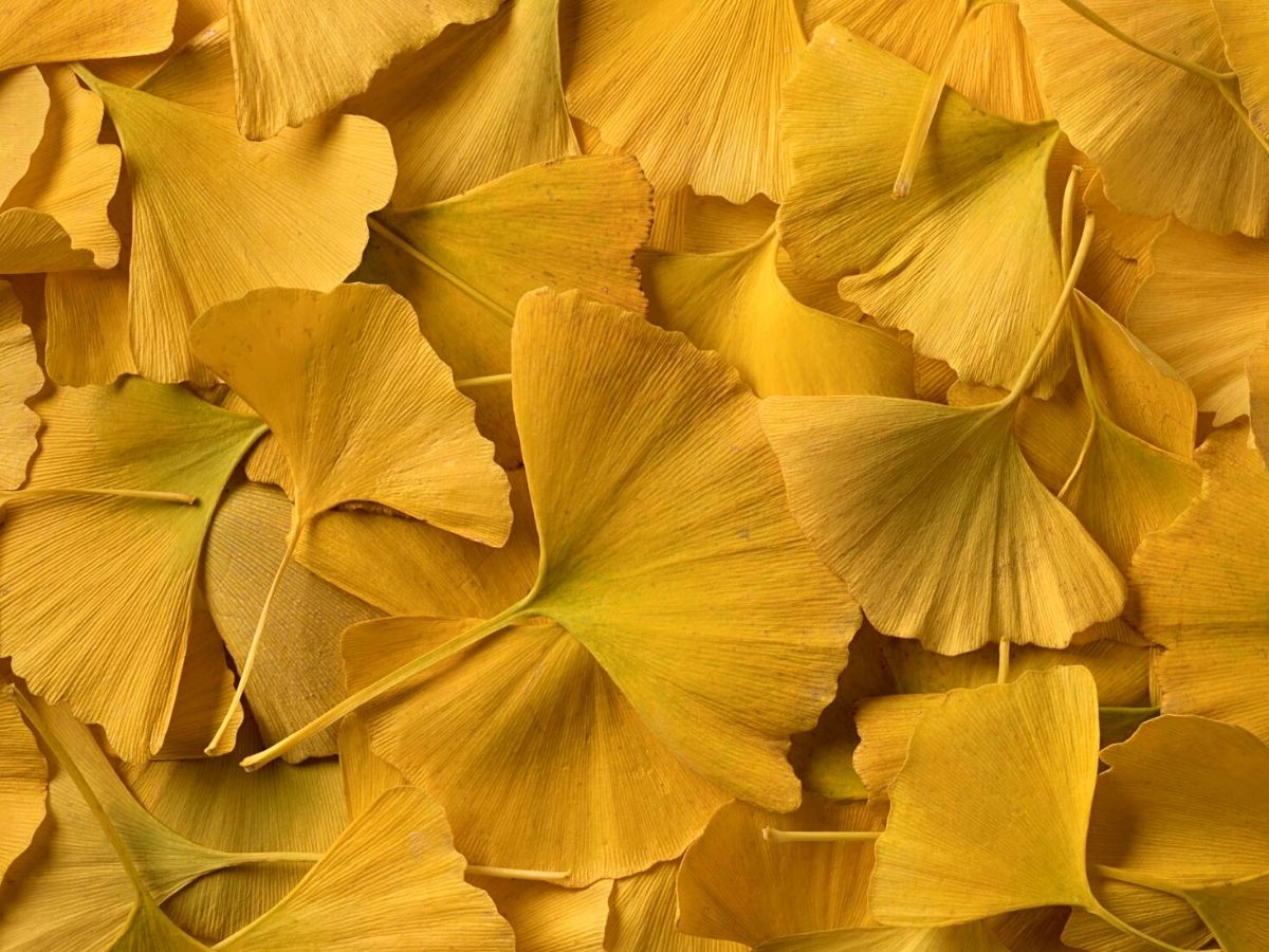 Ginkgo biloba leaves closeup