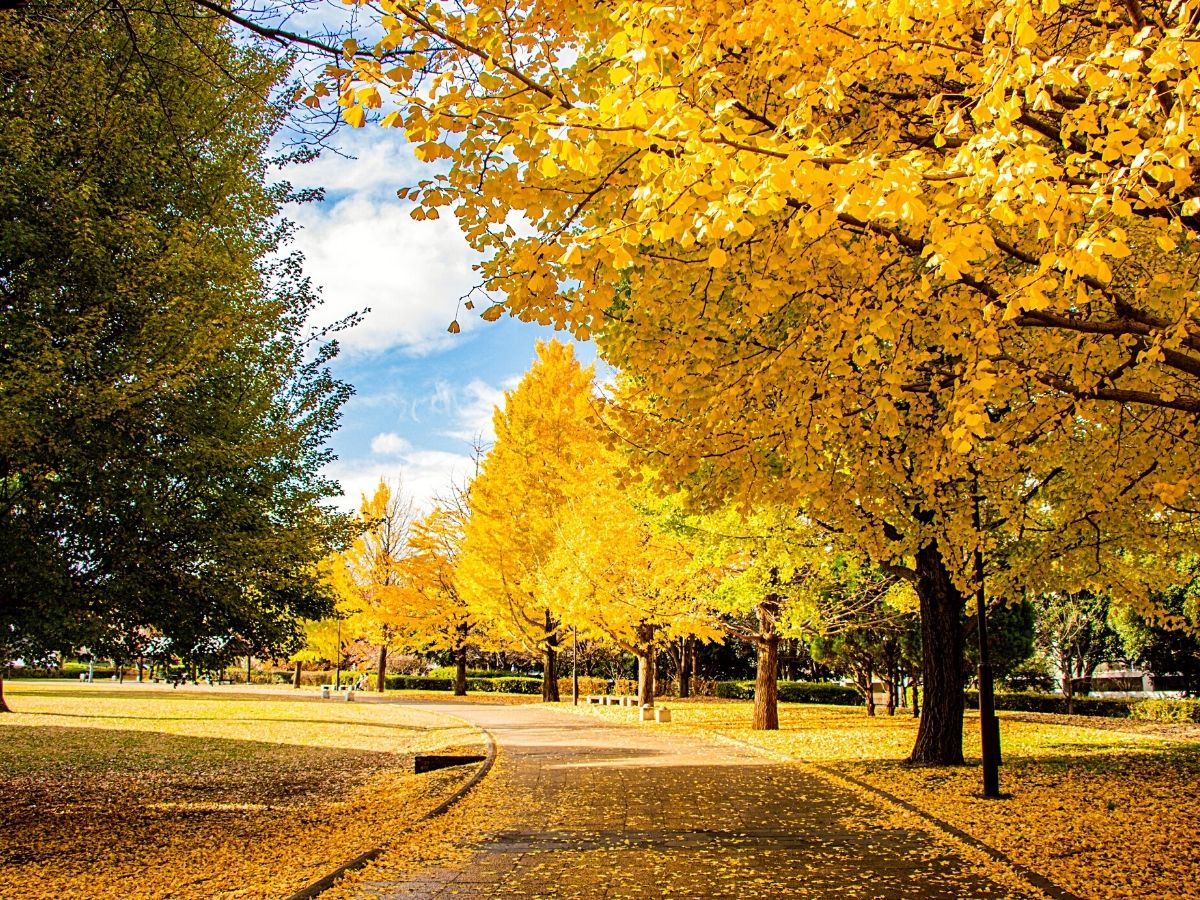 The tree with the yellow leaves is the Ginko tree and ginko nuts looks like  jade, surrounded by a hard and yellow shell - CHUBRIDGE