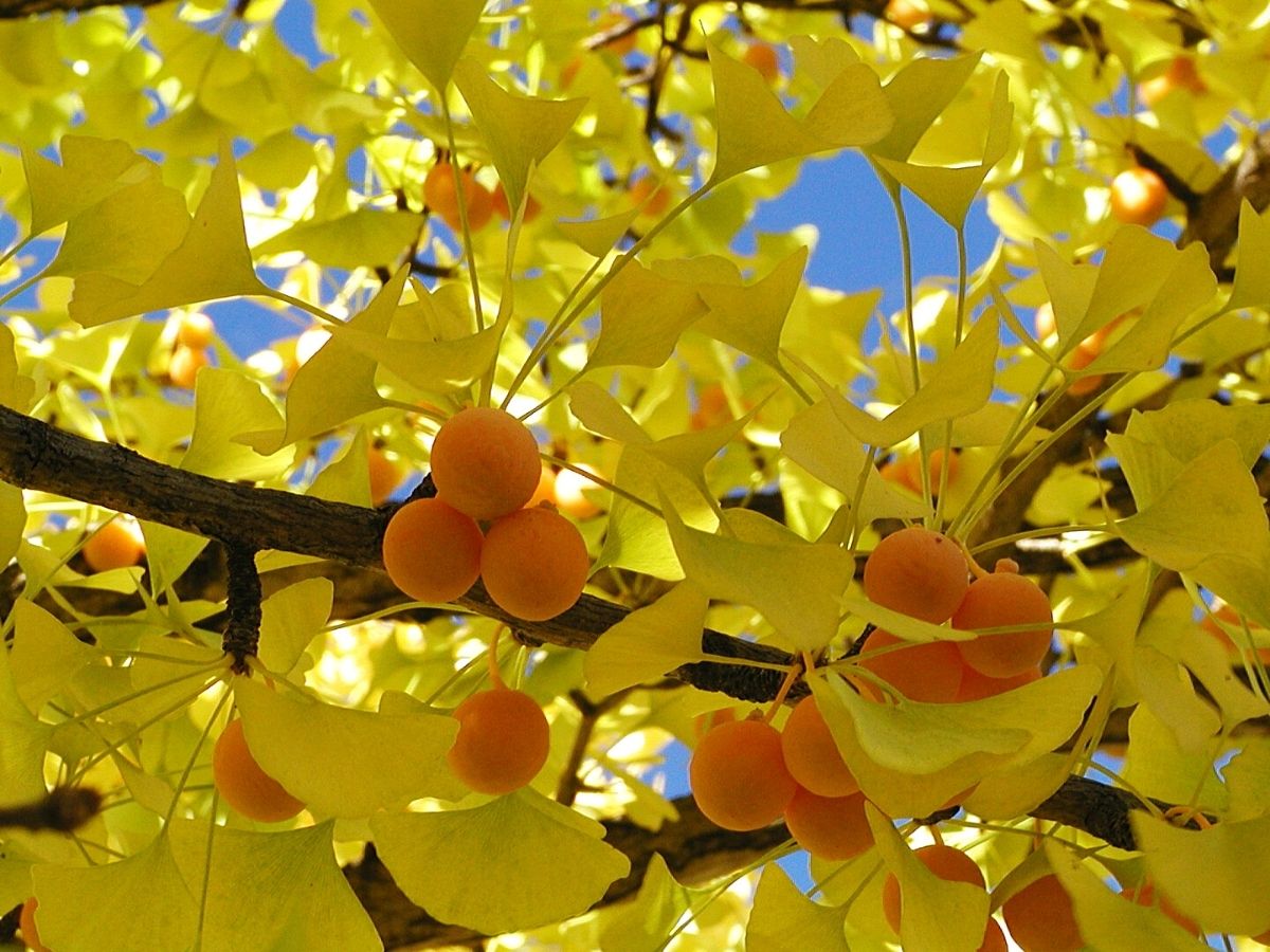 Ginkgo biloba 'Little Leaf' Small Leaf Male Ginkgo Tree