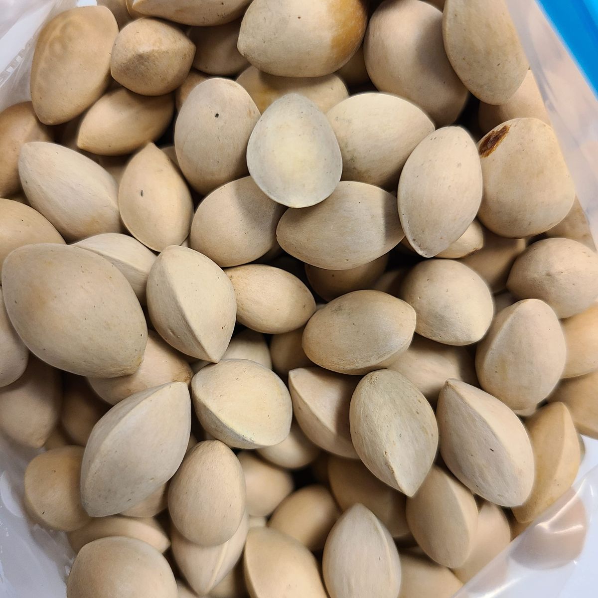 Ginkgo biloba seeds