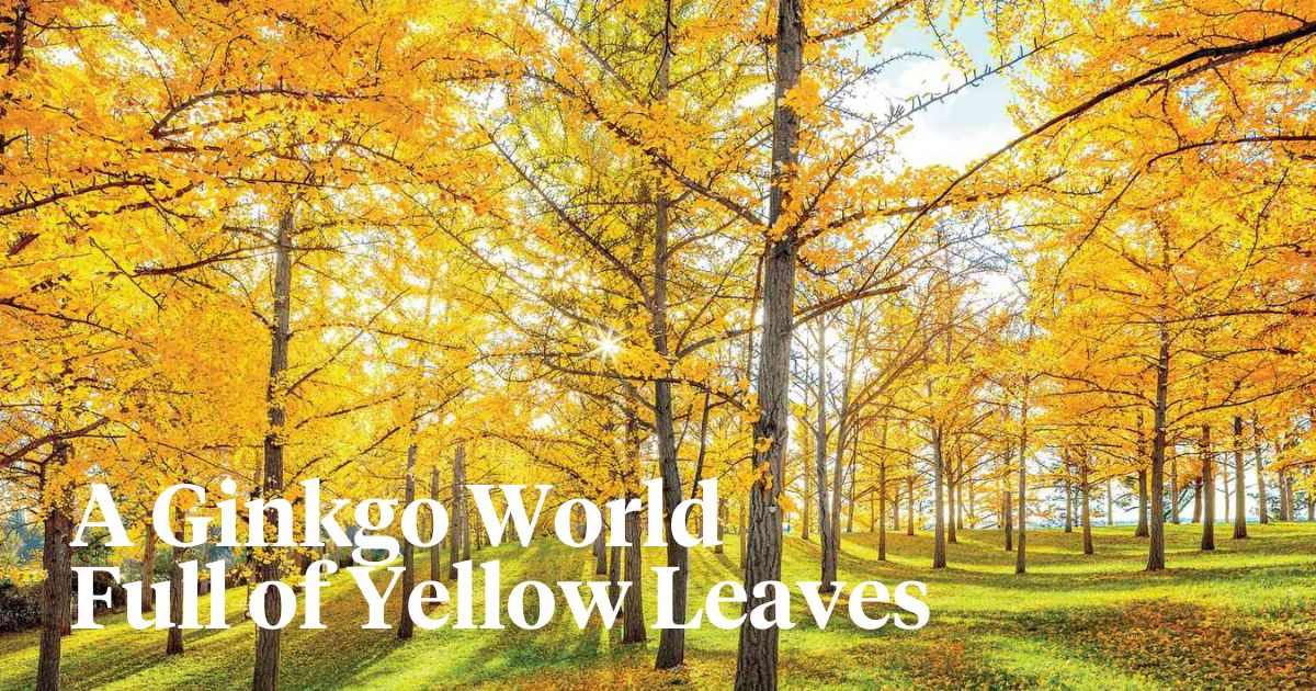 A ginkgo world full of yellow leaves header