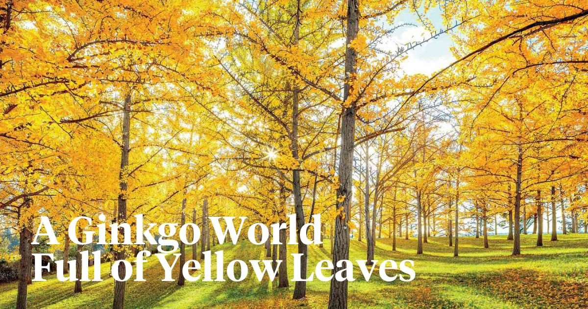 Ginkgo Tree Meaning and Its Ancient Symbolism Explained
