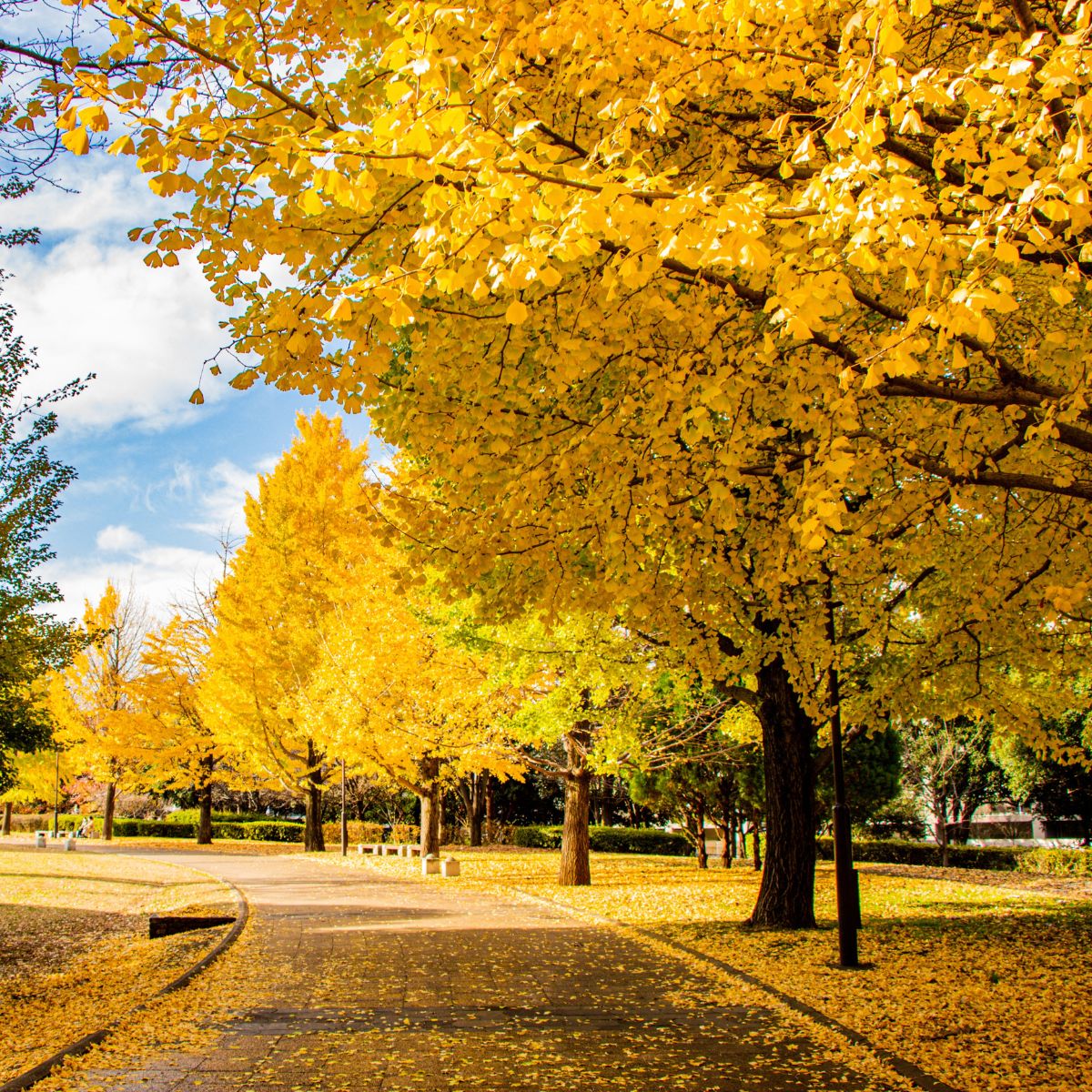 Ginkgo trees featured